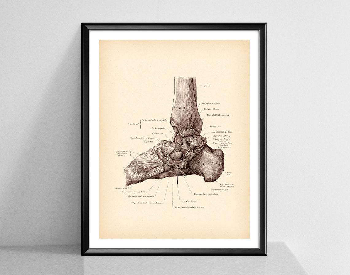 Modern Human Anatomy Musculoskeletal Medical Education Canvas Painting