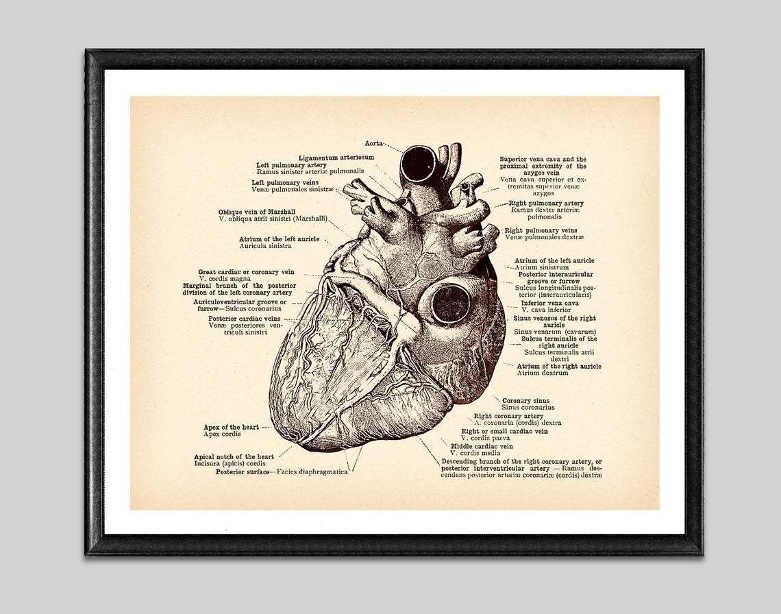 Antique Anatomy Medical Poster Human Anatomy Art Drawing