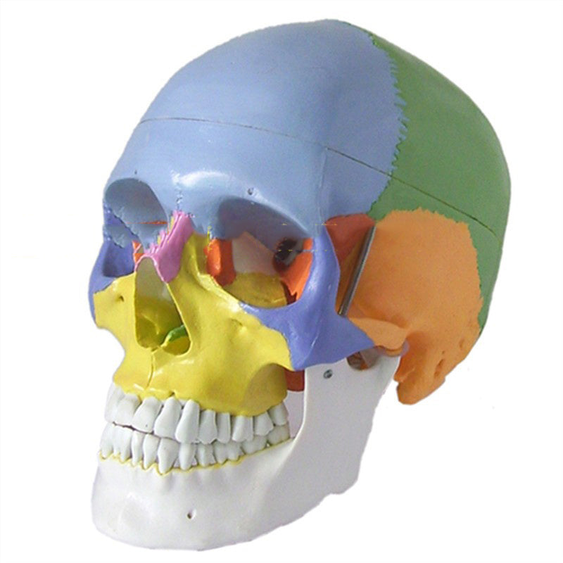 One-To-One Medical Simulation Human Skull Model