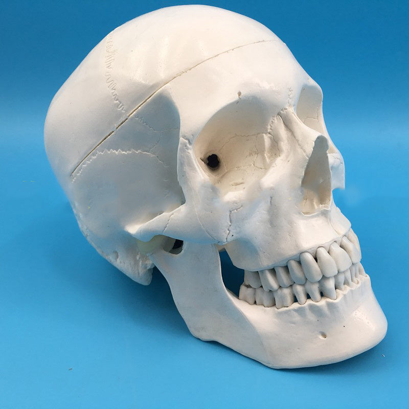 One-To-One Medical Simulation Human Skull Model