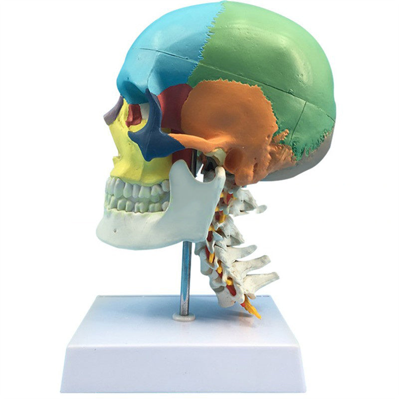 One-To-One Medical Simulation Human Skull Model