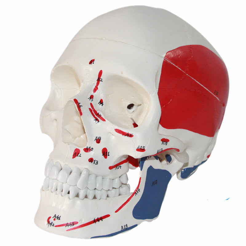 One-To-One Medical Simulation Human Skull Model