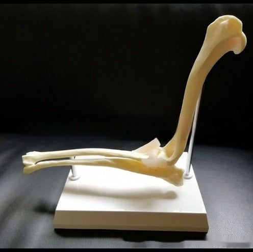 Elbow Joint Model Dog Skeleton Pet Medical Veterinary Teaching