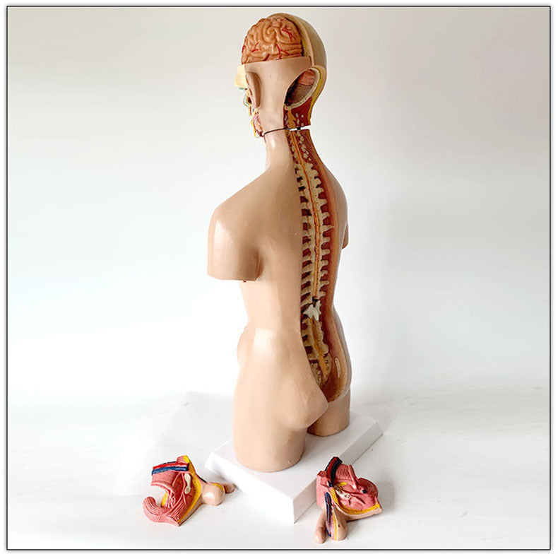 55CM human model medical teaching aid