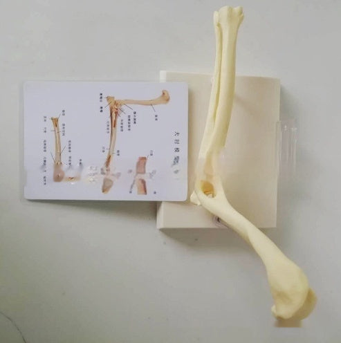 Elbow Joint Model Dog Skeleton Pet Medical Veterinary Teaching