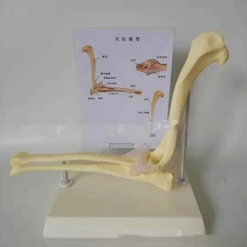 Elbow Joint Model Dog Skeleton Pet Medical Veterinary Teaching