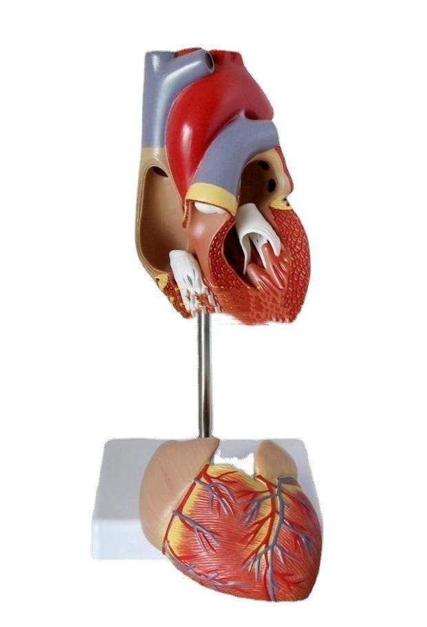 Heart Model B- Ultrasound Medical