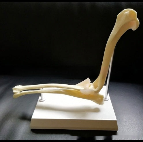 Elbow Joint Model Dog Skeleton Pet Medical Veterinary Teaching