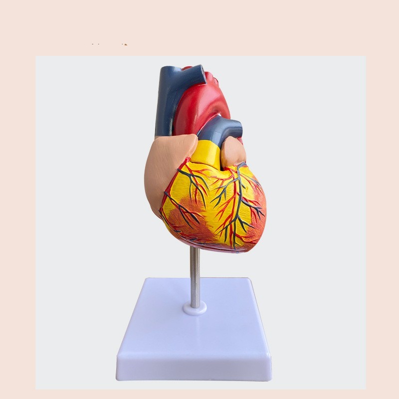 Heart Model B- Ultrasound Medical