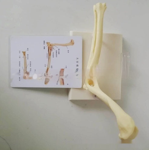 Elbow Joint Model Dog Skeleton Pet Medical Veterinary Teaching